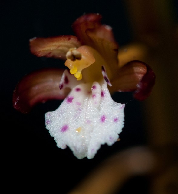Coralorhizza maculata - Spotted Coralroot 3379.jpg
